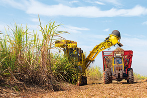 Harvesting sugar cane in Brazil (photo)