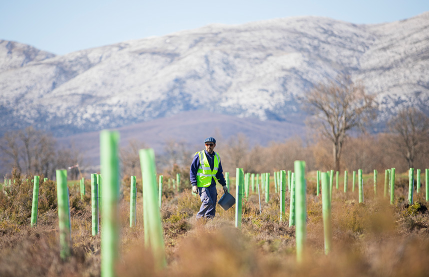 A worker overlooking the Tree planting field of the Land Life Company, Spain (photo)