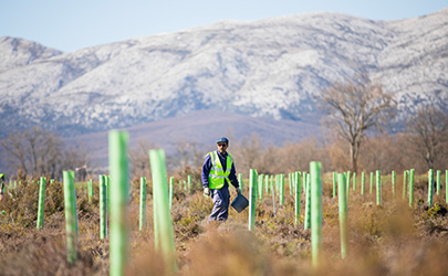 A field worker supervising a tree planting field at Land Life Company, Spain (photo)