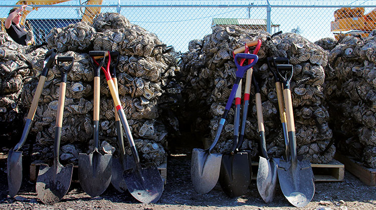 Shovels in front of oyster shells in Louisiana, USA (photo)
