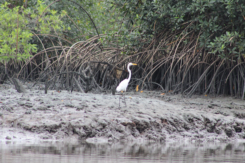 Wildlife at the Bodo creeks in Nigeria. (photo)