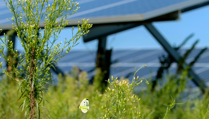 A butterfly in front of solar panels at Shell Moerdijk (photo)