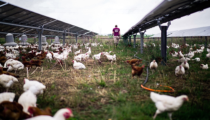 A farmer walking among chickens and solar panels at a Silicon Ranch solar farm in the USA. (photo)