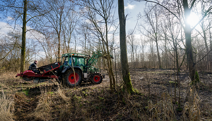 A tractor moving among trees at a reforestation project in the Netherlands. (photo)