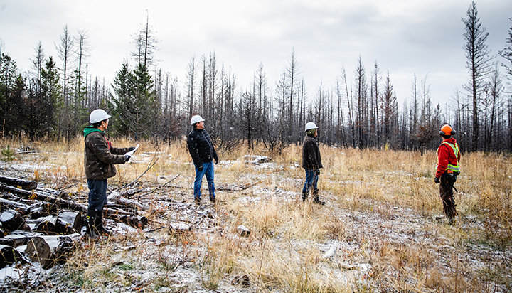Four people surveying trees damaged by a wildfire in Western Canada. (photo)