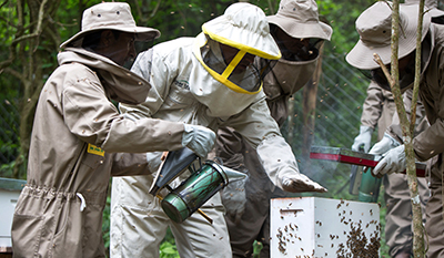 Men in safety clothing with a beehive in Tarija, Bolivia (photo)