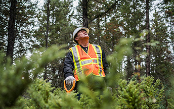 Man wearing hi-visibilty vest and hard hat looking up in forest (photo)