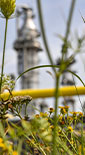 Biodiversity wild flowers and grasses growing at Shell facility (photo)