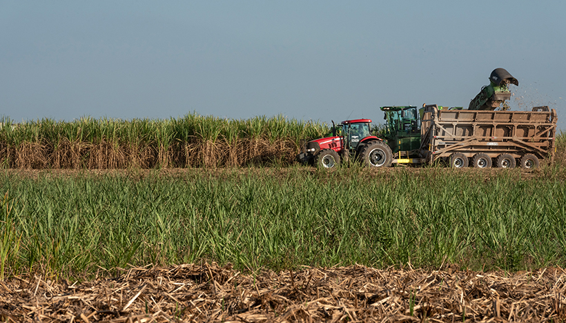 Tractor harvesting sugar cane to produce biofuels. (photo)